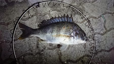 花市場公園でのエビ撒き釣りの釣果
