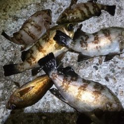 サバ狙いでメバリング？！