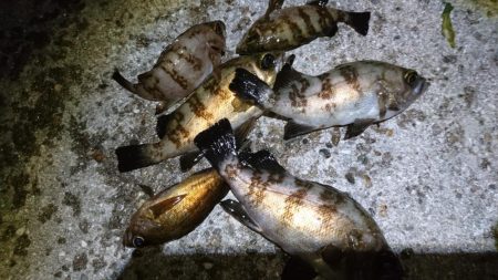 サバ狙いでメバリング？！