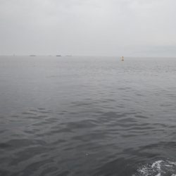 雨降る前にツバス釣り