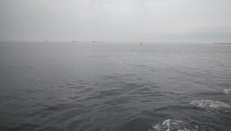 雨降る前にツバス釣り