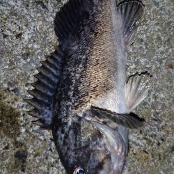 投げ釣り合間にカレイング