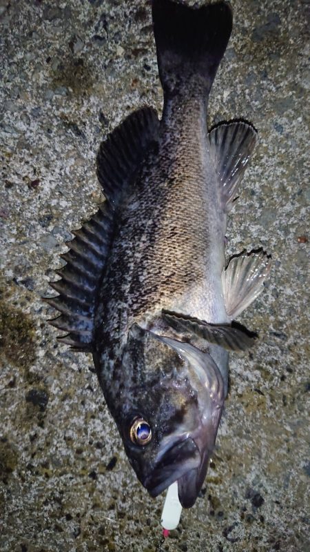 投げ釣り合間にカレイング
