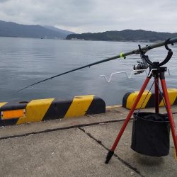 コウイカ狙いでタコ