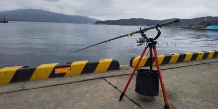 コウイカ狙いでタコ