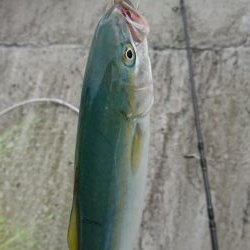 ライトショアジギング