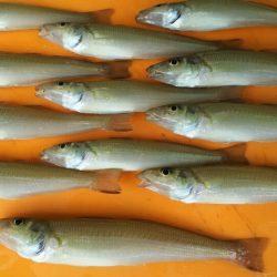 遠賀川河口キス調査＆若松小物調査