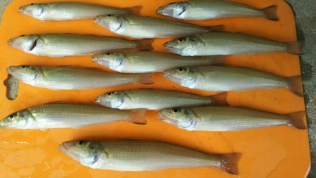 遠賀川河口キス調査＆若松小物調査