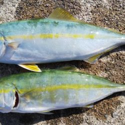 南が来てたら北も来るやろ！