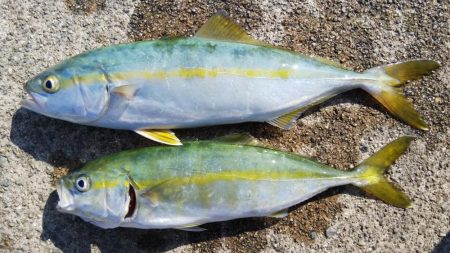 南が来てたら北も来るやろ！