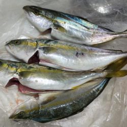 ツバス祭り到来！