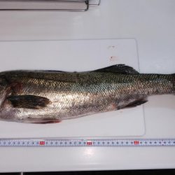 チニングのはずが・・・