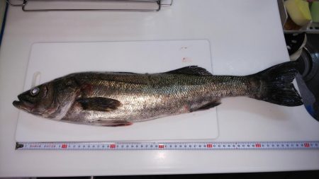 チニングのはずが・・・