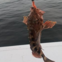 ガッシー&ツバス