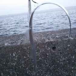 タチウオ狙いも想定外の高級魚！しかも重量級がっ！