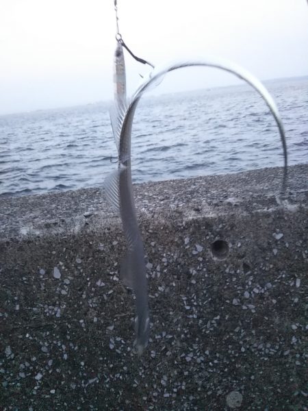 タチウオ狙いも想定外の高級魚！しかも重量級がっ！