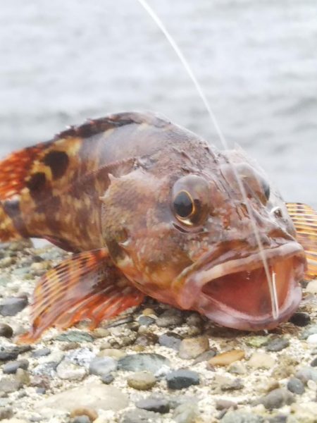 外道（と言うには失礼ですが）フグ君のみ