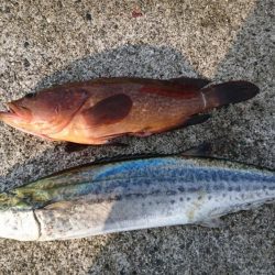 まさかの高級魚