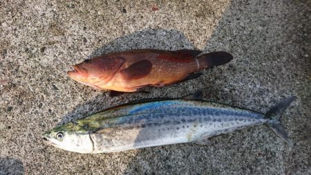 まさかの高級魚