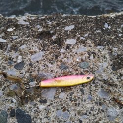 渋いのは自分だけ……夕マズメ