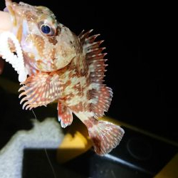 相変わらずのチビ