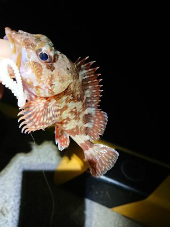 相変わらずのチビ