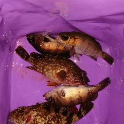 今期の記録更新