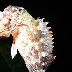 相変わらずのチビ