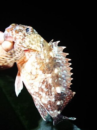 相変わらずのチビ