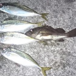 アジ！アジ！アジー！