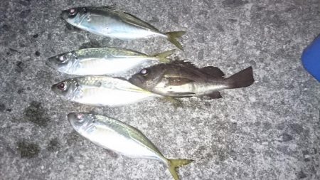 アジ！アジ！アジー！