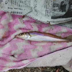 津居山港小島岩壁のキス情報