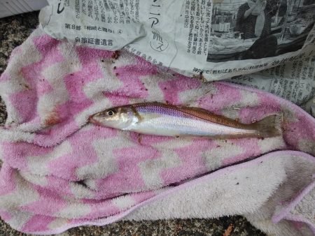 津居山港小島岩壁のキス情報