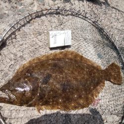 播磨新島のキス情報