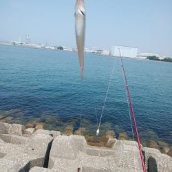 東二見西水道のキス情報