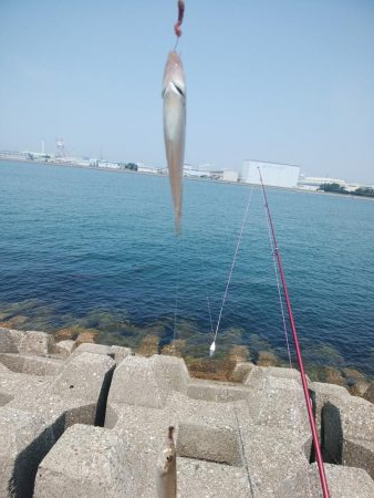 東二見西水道のキス情報