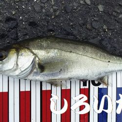 カタクチイワシとツバスなど、他にもいろいろ釣れました。