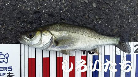 カタクチイワシとツバスなど、他にもいろいろ釣れました。