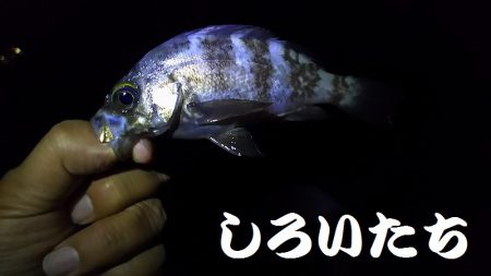 ガシラとメバル。