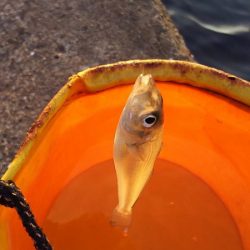 いろいろ釣れた。