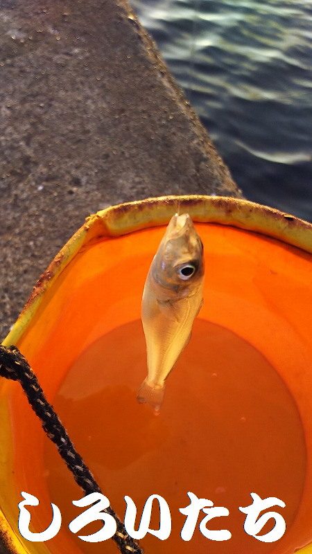 いろいろ釣れた。