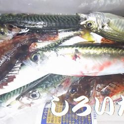 豆アジと小サバにガシラも釣れる。