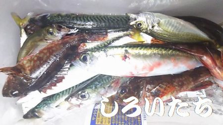 豆アジと小サバにガシラも釣れる。