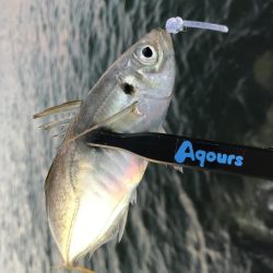 夕方〜30分程アジング