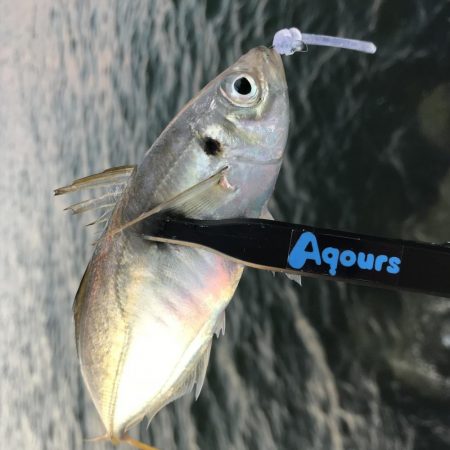 夕方〜30分程アジング