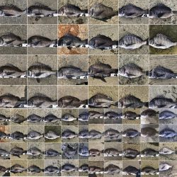 イチノ兄弟、釣果!