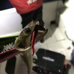 イカメタル バチコン