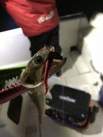 イカメタル バチコン