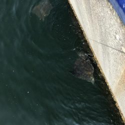 神戸港ツバス30cmアップ