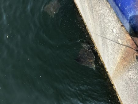 神戸港ツバス30cmアップ